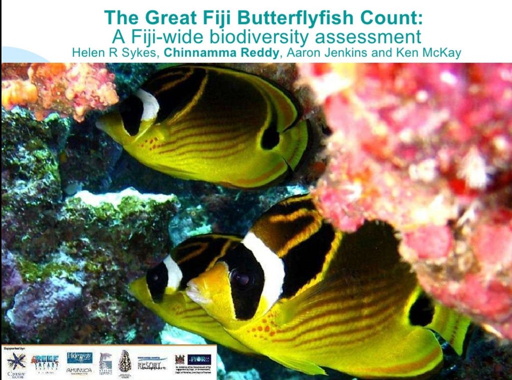 butterfly-fish-2008