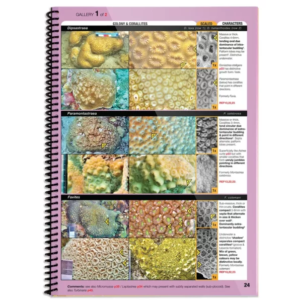 The completely revised & up-to-date 5th edition of the book that took the mystery out of coral ID is now available. The Indo Pacific Coral Finder delivers easy genus level coral ID anywhere between the Red Sea and Easter Island.